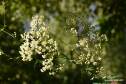 jardin pluie,Inès,Bébés cygnes,bouquet,canal 093.JPG