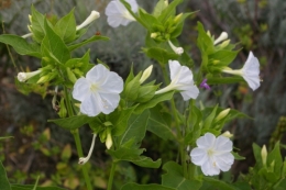 ob_14e4cd_mirabilis-jalapa-blanche-16.jpg