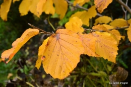 automne,arbres,inondation 098.JPG