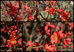 2019-02-22 hélébores,la haie,l'osier,la lune,jardin1.jpg