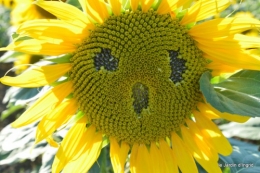 tournesols,podium,Lucas,jardin,Calès 057.JPG