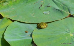 les jardins d'eau de Carsac 136.JPG