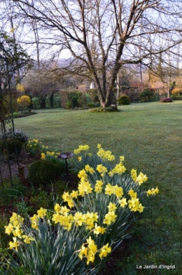 jonquilles ,primevères,après la tonte 013.JPG