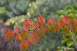 canoes,Combarel,canal automne,Issigeac,décos couronne,citrouille 076.JPG