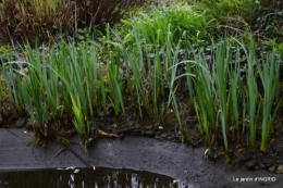 semis,bassin,tour du jardin 070.JPG