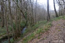 jonquilles dans les bois 030.JPG