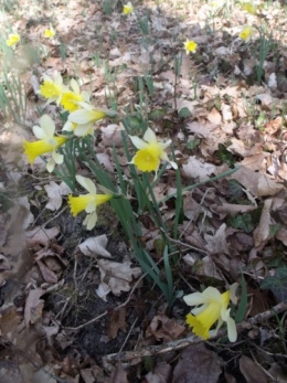 nicky et les jonquilles 025.JPG