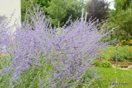 tour de France,jardinde Mme Peyrichou 026.JPG