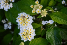 Fleurettes,Dordogne,jardin 114.JPG