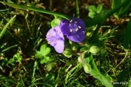 fleurs bleues,hortensia bleu,moi bébé 020.JPG