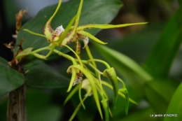 Orchidées,Noel jardiland,lever du soleil 051.JPG