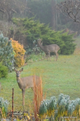 chevreuils, oiseaux 012.JPG