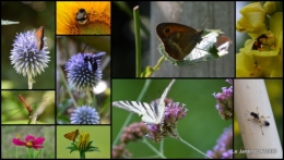 2014-07-28 jardin,butineurs,Meyrals,tableau mongolfière11.jpg