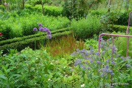 roses,jardin,Le Fleix,bleu 051.JPG