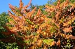 rhus,colline,buis taillé,noix,manthe religieuse,bouquet 080.JPG