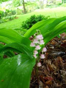 cytise,clématite,orchidée