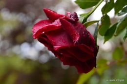 jardin,roses,cabane 121.JPG