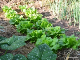 brocante Beaumont,jardin,flambé,hemerocalle,potager 144.JPG