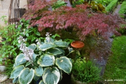 jardin pluie,Inès,Bébés cygnes,bouquet,canal 179.JPG