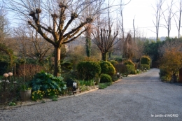 paillage,primevères,jonquilles,jardin 080.JPG