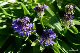 géraniums,glycine Monpazier,cabane,arums,fleurs sauvages 033.JPG