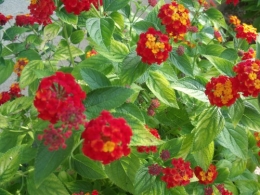 été