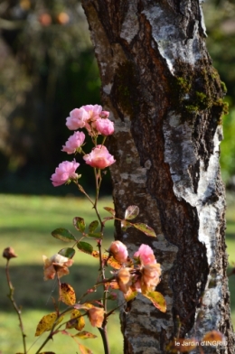 jardin givré,taille de prunus 004.JPG