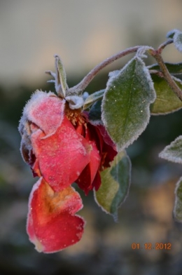 bourdon,givre,le chat 078.JPG