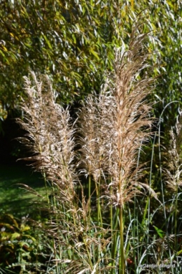 jardin octobre,chez Marylaur,Arnaud ,Ariane,la mer,sauges 197.JPG