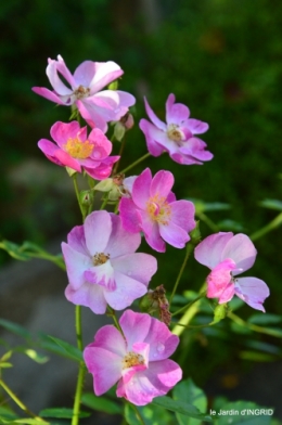 tour de jardin,bouquet,chez Bernadette, 065.JPG