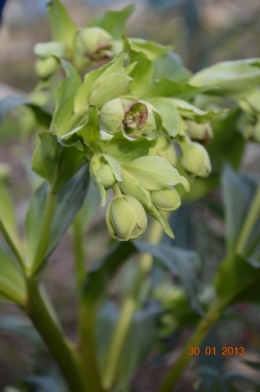 mésange charbonnière