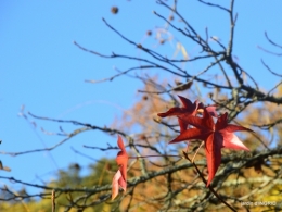 fin de l'automne,Lalinde,bouquet de l'avent 032.JPG