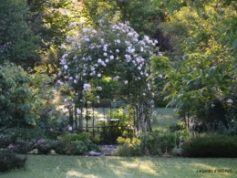 les roses,les 4 filles,jardin,Julie,coquelicots,cygnes 049.JPG