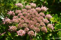 jardin,les vélos,photos anciennes 011.JPG