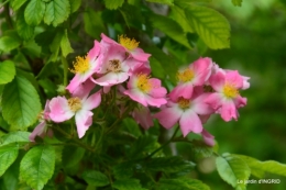 Tour du jardin mai avant et apres tonte 102.JPG