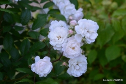 fête de la fraise Vergt,roses jardin 090.JPG