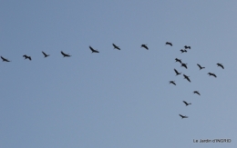 Grues et plantes à Ciron 024.JPG