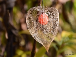 couleurs d'automne,bouquet,lune 136.JPG