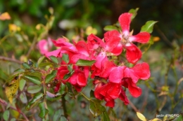 couleurs d'automne,bouquet,lune 114.JPG