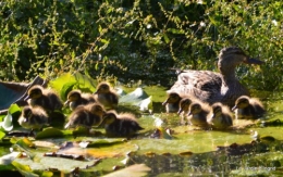 puces Lalinde,bébés canards,au moulin souci 180.JPG