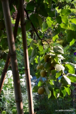 confiture,bouquet,petit jardin 037.JPG