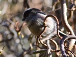 oiseaux,grotte du coulobre 091.JPG