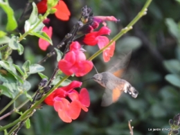 famille,jardin,bouquet,papillons 096.JPG