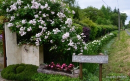 canal,fleurs blanches,marguerites,LE FLEIX,osier 002.JPG