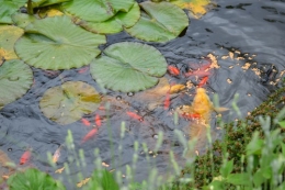 tour du jardin en juin 106.JPG