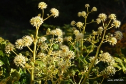 jardin,troc graines,coucher de soleil,la Brenne 039.JPG