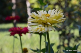 jardin Mme Perichou,grandes fleurs,bouquet,jardin 003.JPG