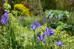 cygnes,cartes,scènes de jardin,;rosier de Banks 005.JPG