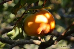 jardin ,chez Fabien,automne 104.JPG