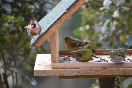 les oiseaux sur terrasse 045.JPG